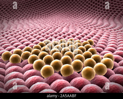 La moltiplicazione delle cellule, immagine microscopica delle cellule, divisione della cellula di cancro Foto Stock
