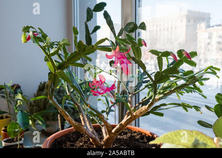 Impianto Indoor schlumbergera. Houseplant dekabrist blumi. Un fiore sul davanzale. Foto Stock
