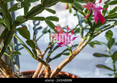 Impianto Indoor schlumbergera. Houseplant dekabrist blumi. Un fiore sul davanzale. Foto Stock