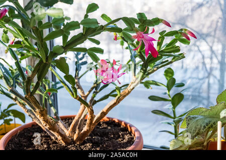 Impianto Indoor schlumbergera. Houseplant dekabrist blumi. Un fiore sul davanzale. Foto Stock