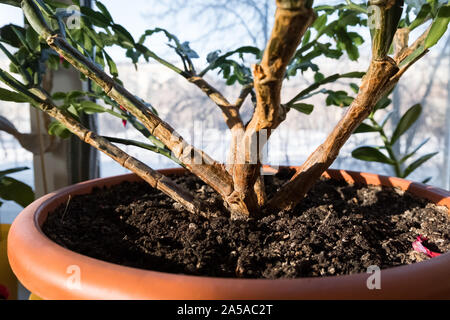 Impianto Indoor schlumbergera. Houseplant dekabrist blumi. Un fiore sul davanzale. Foto Stock