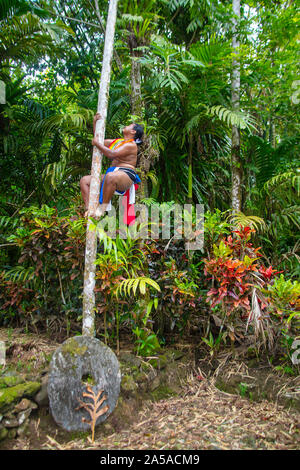 Questo uomo in un abito tradizionale per le cerimonie culturali è la scalata di un palm tree sull isola di Yap, Micronesia. Stone denaro può essere visto alla base Foto Stock