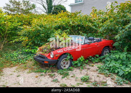 Vintage fatiscente MG auto con piante che crescono dal motore sulla spiaggia al di fuori di una spiaggia galleria d'arte a a Provincetown (P-città), Cape Cod, MA, Stati Uniti d'America Foto Stock