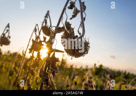 Vintage girasoli appassiti nel campo estivo Foto Stock