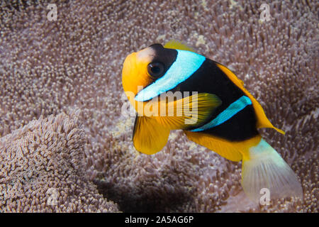 Twobar anemonefish o Clownfish (Amphiprion allardi) con il suo anemone in background. Foto Stock