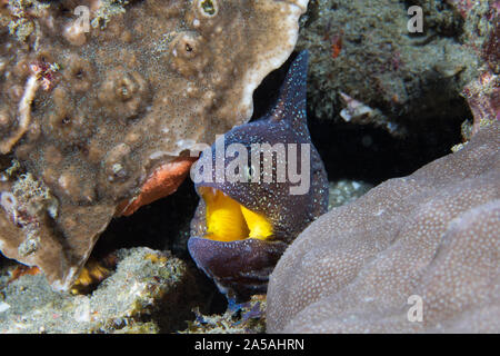 Giallo-bocca moray o murena stellata (Gymnothorax nudivomer) da vicino con la bocca aperta. Foto Stock