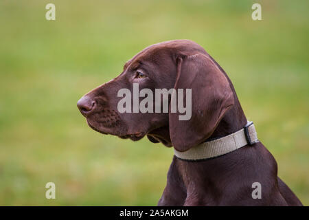 Il tedesco Shorthaired puntatore ritratto cucciolo Foto Stock