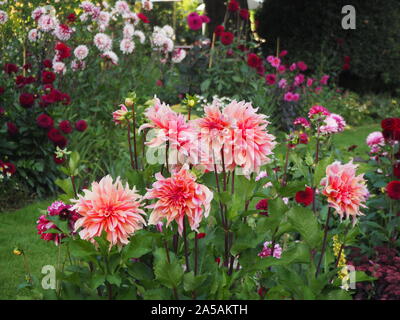 Dahlia Laybyrinth varietà tra i terrazzamenti frontiere vegetali a Chenies Manor Sunken garden, anche dalie fascino, Rebecca's World e Karma choc. Foto Stock