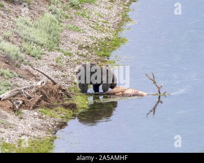 Orso grizzly alimentazione su un morto in elk hayden valley di Yellowstone Foto Stock