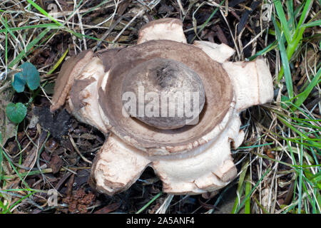 Geastrum triplex (earthstar collare) è stato trovato qui alla base di un albero di Yew in un cimitero nel Galles del Nord. Foto Stock