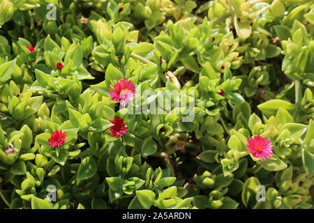 Belle fioriture colorate fiori luminosi in una grande pentola floreale. Fotografato in un giardino all'aperto durante una giornata di sole. Fiori di colore rosa e un sacco di foglie. Foto Stock