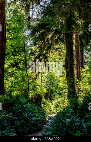 Foresta in Canad Foto Stock