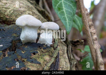 Lycoperdon pratense, noto come prato puffball, è comunemente visto in duna di sabbia systems, dove può essere abbondante in dune giochi come pure nella prateria Foto Stock