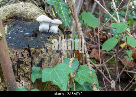 Lycoperdon pratense, noto come prato puffball, è comunemente visto in duna di sabbia systems, dove può essere abbondante in dune giochi come pure nella prateria Foto Stock