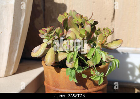 Cactus-come il verde e il rosso di piante succulente in un vaso di fiori fotografati durante una soleggiata giornata estiva. Bella houseplant con dettagli deliziosi. Foto Stock