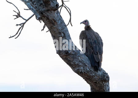 Avvoltoio su un albero nel parco di Kruger al tramonto Foto Stock