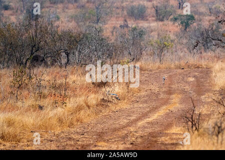 Gli sciacalli in Kruger Park road Foto Stock