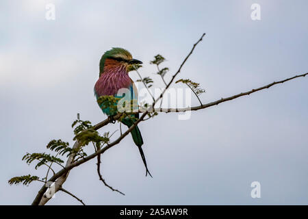 Rainbow di uccelli nel parco di Kruger Sudafrica isolato su bianco Foto Stock