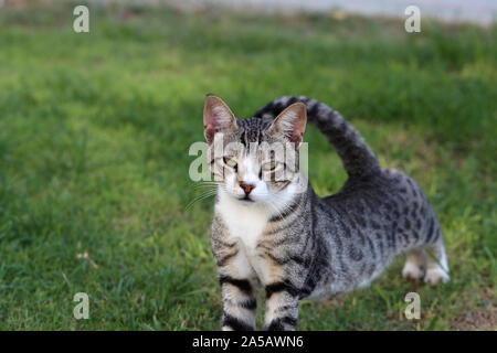 Wild gatto adulto vivono a Cipro. Carino, morbido e peloso cat nei colori: bianco, nero e grigio a strisce. Questo gatto è stretching e guardando la telecamera. Foto Stock