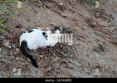 Wild gatto adulto vivono a Cipro. Carino, morbido e peloso e bianco gatto nero. Questo gatto si posa sulla terra cercando stanco. La sabbia e le foglie morte intorno Foto Stock