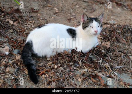 Wild gatto adulto vivono a Cipro. Carino, morbido e peloso e bianco gatto nero. Questo gatto si posa sulla terra cercando stanco. La sabbia e le foglie morte intorno Foto Stock