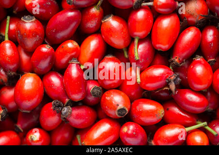 Raw, mature cinorrodi che sono state raccolte da cespugli di rose che crescono lungo un sentiero pubblico. Essi saranno utilizzati per rendere lo sciroppo di rosa canina. Il Dorset Inghilterra U Foto Stock