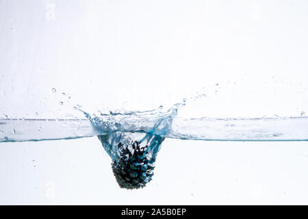 Acqua Splash fotografia: un cono di conifere caduta in acqua creando una grande splash su sfondo bianco Foto Stock