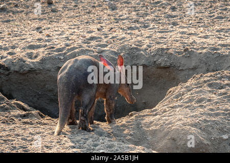 Aardvark Anteater in piedi nel deserto del Kalahari sabbia in Namibia, l'Africa in un piccolo foro di acqua Foto Stock