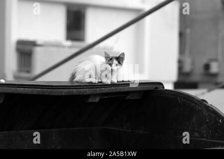 Wild kitty cat vivono a Cipro. Carino, morbido e peloso cat nei colori: bianco, nero e marrone. Questo gatto è seduto sulla parte superiore di un perno della spazzatura cercando alert Foto Stock