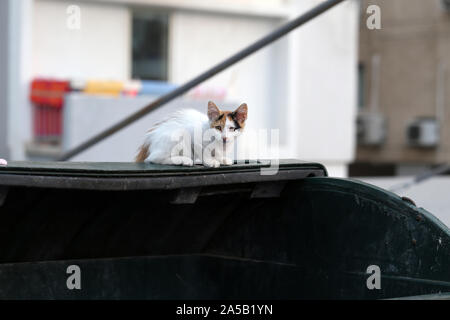 Wild kitty cat vivono a Cipro. Carino, morbido e peloso cat nei colori: bianco, nero e marrone. Questo gatto è seduto sulla parte superiore di un perno della spazzatura cercando alert Foto Stock