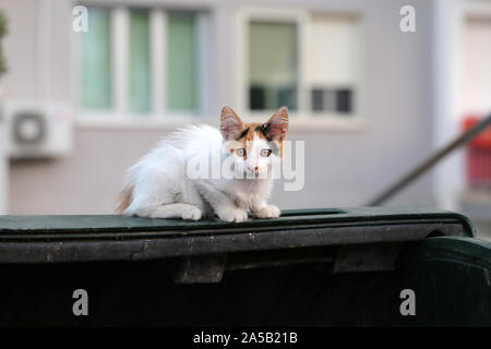 Wild kitty cat vivono a Cipro. Carino, morbido e peloso cat nei colori: bianco, nero e marrone. Questo gatto è seduto sulla parte superiore di un perno della spazzatura cercando alert Foto Stock