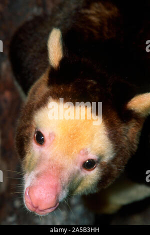 Matschie's Tree Kangaroo, Dendrolagus matschiei,..Nuova Guinea Foto Stock