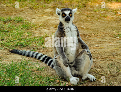 Lemuren / Lemur im Zoo Punta Verde a Lignano (Italien) / Tierpark a Lignano / Sehenswürdigkeit a Lignano (Italien) Foto Stock