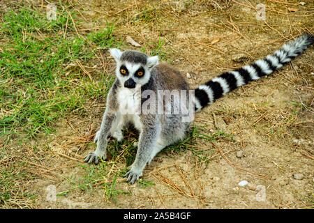 Lemuren / Lemur im Zoo Punta Verde a Lignano (Italien) / Tierpark a Lignano / Sehenswürdigkeit a Lignano (Italien) Foto Stock