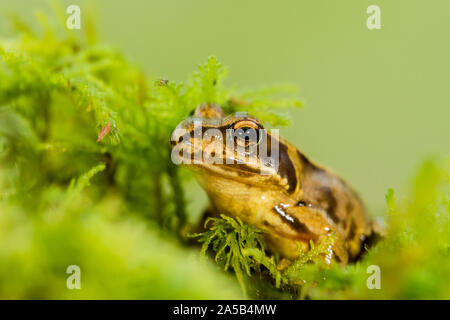 Rana comune in autunno nel Galles centrale Foto Stock