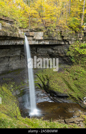 Carpenter cade circondato da una tranquilla foresta autunnale nel Behar preservare in Moravia, New York. Foto Stock