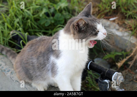 Carino il gatto selvatico fotografato nell'isola di Cipro. Birichino, pelliccia animale. Questo gatto ha un bel grigio e bianco striato coat che guarda super soft. Foto Stock