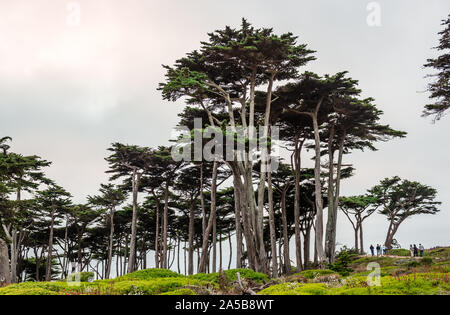 Persone non identificate camminano in un boschetto di alberi di cipressi. Land'S End, San Francisco, California, Luglio 2015. Foto Stock