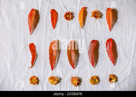 Rosso Foglie di autunno Foto Stock