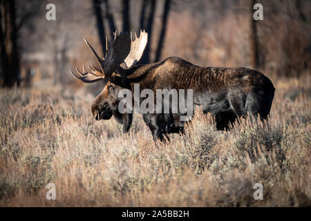 Una bull moose foraggi durante l'autunno al Grand Teton National Park in alci, Wyoming. Foto Stock