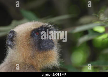 Monkey cerca su fuori porta Foto Stock