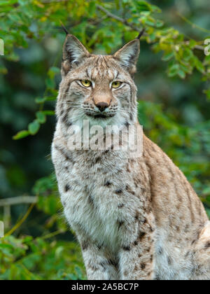 Eurasian (Lynx Lynx lynx) e ginestre fiorite Captive fotografia Foto Stock