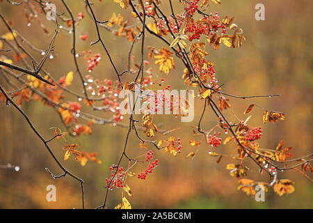 Gocce di pioggia sulla red rowan bacche, autunno tempo piovoso Foto Stock