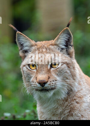 Eurasian (Lynx Lynx lynx) e ginestre fiorite Captive fotografia Foto Stock