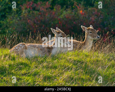 Daini Cervus dama non retroilluminato Bedfordshire Foto Stock