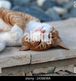 Carino il gatto selvatico fotografato nell'isola di Cipro. Birichino, pelliccia animale. Questo gatto ha un bel colore arancione, marrone e bianco striato cappotto. Foto Stock