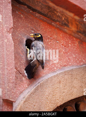 Myna indiano di nidificazione di uccelli nelle mura del Forte Rosso di Agra, India. myna comune o myna indiano (Acridotheres tristis) Foto Stock