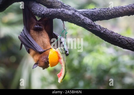 Frutto bat noto anche come flying fox appeso a testa in giù e mangiare succoso e arancione di anguria. Foto Stock