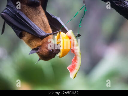 Frutto bat noto anche come flying fox appeso a testa in giù e mangiare succoso e arancione di anguria. Foto Stock