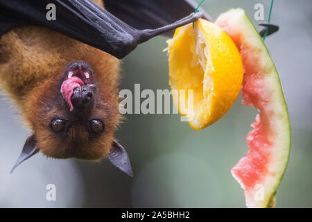 Frutto bat noto anche come flying fox appeso a testa in giù e mangiare succoso e arancione di anguria. Foto Stock